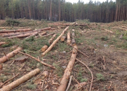 Кто наложил лапу на лес на окраине Воронежа? 