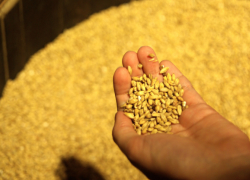 В Воронежской области сосед украл у 84-летней женщины зерно