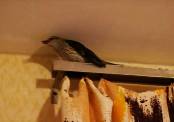 На видео попало, как в воронежской квартире иволга подпевает звукам флейты