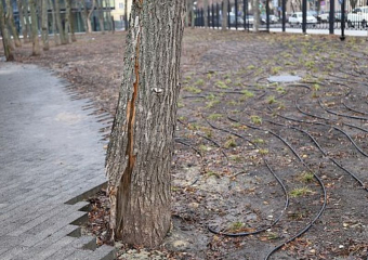 В беспощадной вырубке деревьев парка «Орленок» уличили мэрию Воронежа