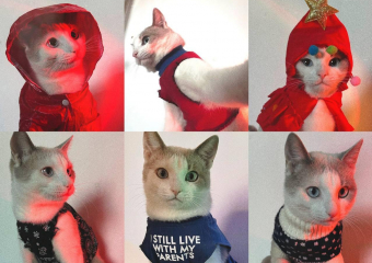 От пастушки до новогодней ёлочки: кот Пряник из Воронежа стал иконой стиля