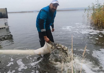 Сто тысяч мальков сазана и толстолобика выпустили в воронежское водохранилище