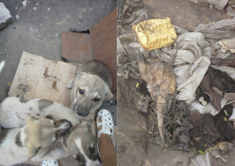На Юго-западном рынке Воронежа дворники живьем сожгли щенков