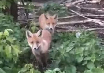 Лисья семья поселилась по соседству с людьми в воронежском селе