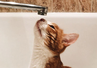 Опубликованы адреса воронежских домов, где с 17 по 23 июня не будет горячей воды