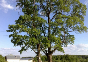 В Воронежской области селянин спилил два ясеня и попал в руки полиции