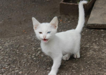 Из-за бешеного котёнка карантин ввели в Ольховатском районе Воронежской области