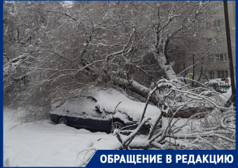 Огромное рухнувшее дерево похоронило под ветвями иномарку в Воронеже