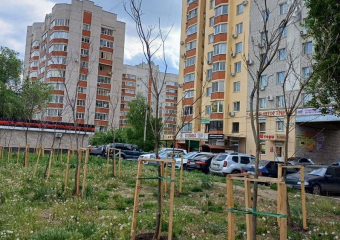 Крах попытки озеленения пустыря в Северном микрорайоне наглядно показали воронежцы