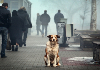 В Воронеже в поддержку бездомных животных состоится рок-фестиваль