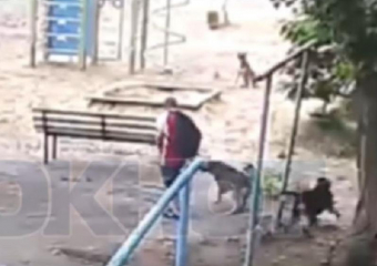 Нападение собак на мальчика попало на видео в Воронеже