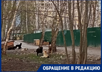 В инфернальное место под властью псов превратилась часть набережной Воронежа