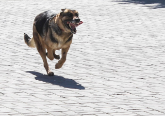 СК РФ возбудил уголовное дело после нападения бездомных собак на девушку в Воронеже