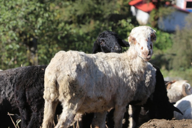 Комбикорм и кормовые добавки для овец и коз