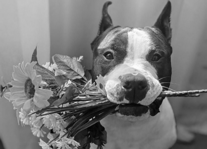 «Надеюсь, его смерть не была напрасной»: пес по кличке Люк погиб, провалившись в люк в Воронеже