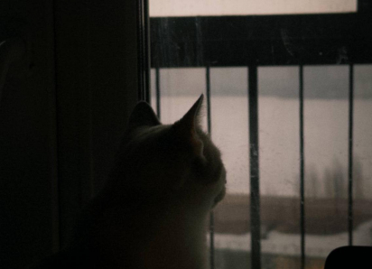 Как не сойти с ума от погоды в Воронеже на грядущей неделе