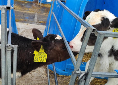 Одиннадцать интонаций «му!» и коровы в жилетках: репортаж с молочной фермы 