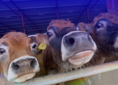 Крупнейшая в России партия племенных телят отправилась из Воронежской области в Казахстан