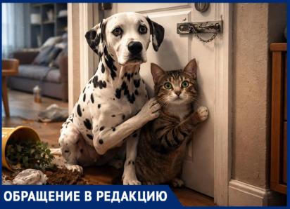 «Сегодня она уже не лает»: собака и кошка неделю заперты в пустой квартире в Воронеже