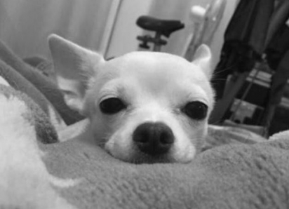 «Везла тело собаки в коробке из-под новогодних игрушек»: чихуахуа умерла после операции, к которой не было показаний, в Воронеже