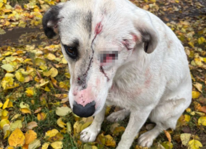 Неизвестный стрелок ранил собаку под Воронежем 