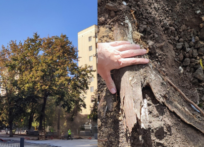На бульваре Карла Маркса стали засыхать деревья с отрубленными корнями