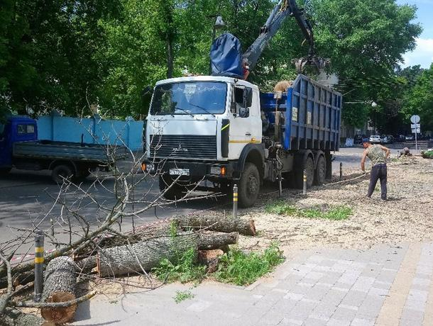 Из-за голодных жуков в центре Воронежа начали рубить деревья