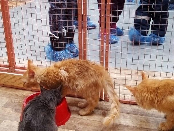 В Воронеже закроют контактную выставку с измождёнными кошками