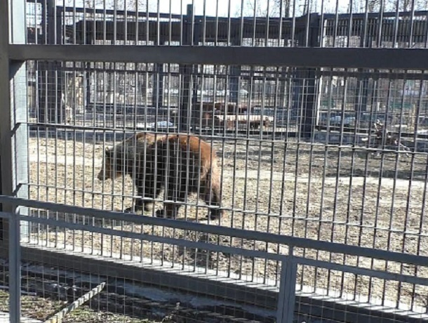 Выбравшиеся из берлоги Воронежского зоопарка медведи попали на видео