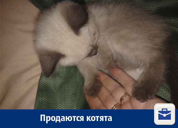 В Воронеже продают тайских котят