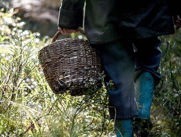 В воронежском лесу спасли компанию увлекшихся грибников-пенсионеров