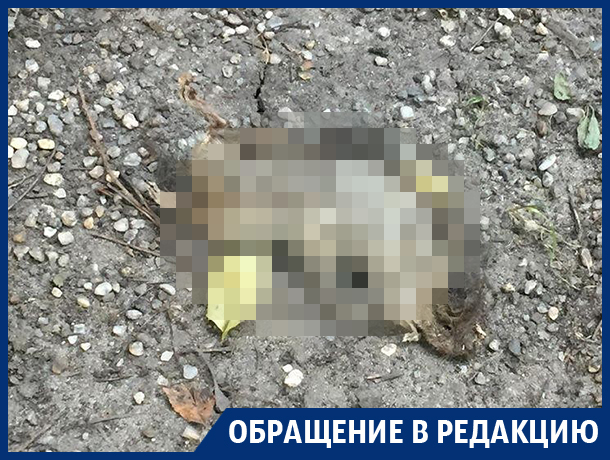 Трупы животных и горы мусора нашли по соседству с управой в Воронеже