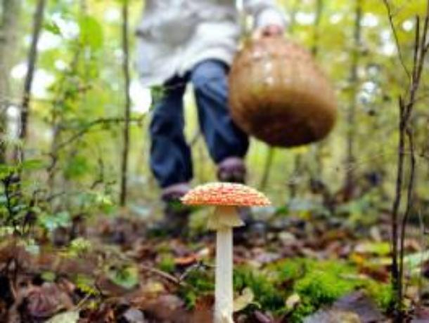 Воронежские грибники отравились «съедобными сыроежками»
