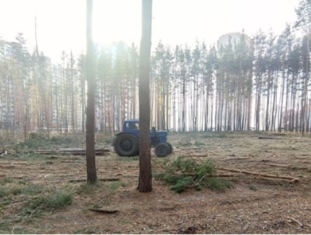 Воронежцы просят Путина сохранить лес в Боровом