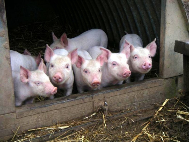 В Боброве фермер не проводил вакцинацию поголовья свиней