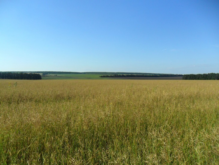 В Воронежской области фермеры не заботились о плодородии почвы