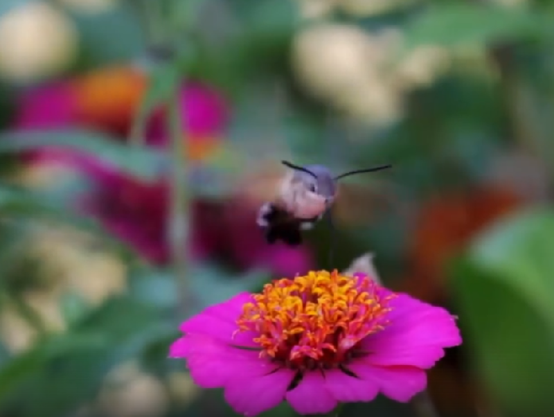Уникальную бабочку-колибри сняли на камеру в Воронежском заповеднике