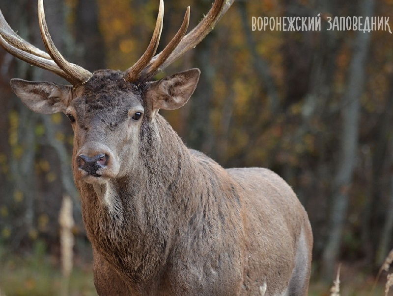 Браконьеры застрелили оленя и ранили его самку в Воронежском заповеднике