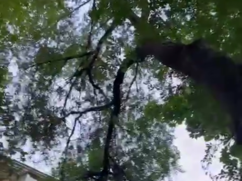 Огромное дерево может рухнуть на дом в центре Воронежа
