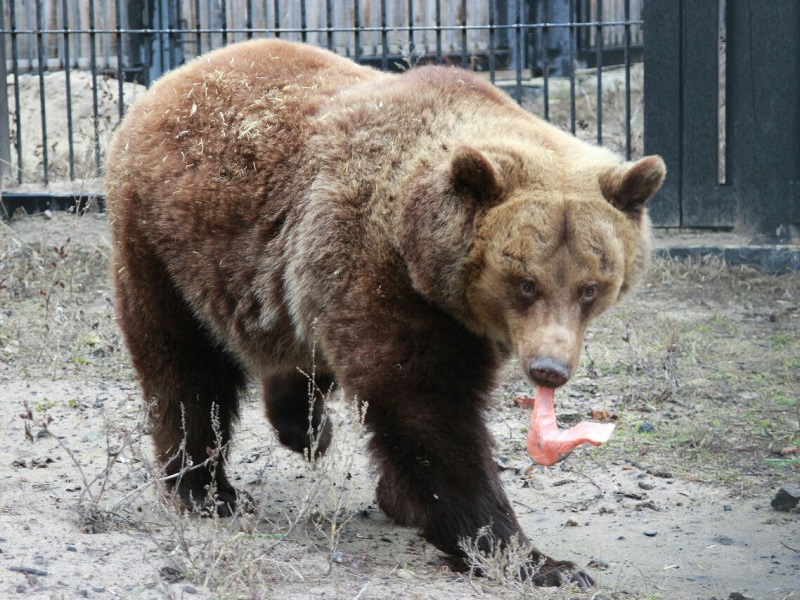 В воронежском зоопарке проснулись медведи