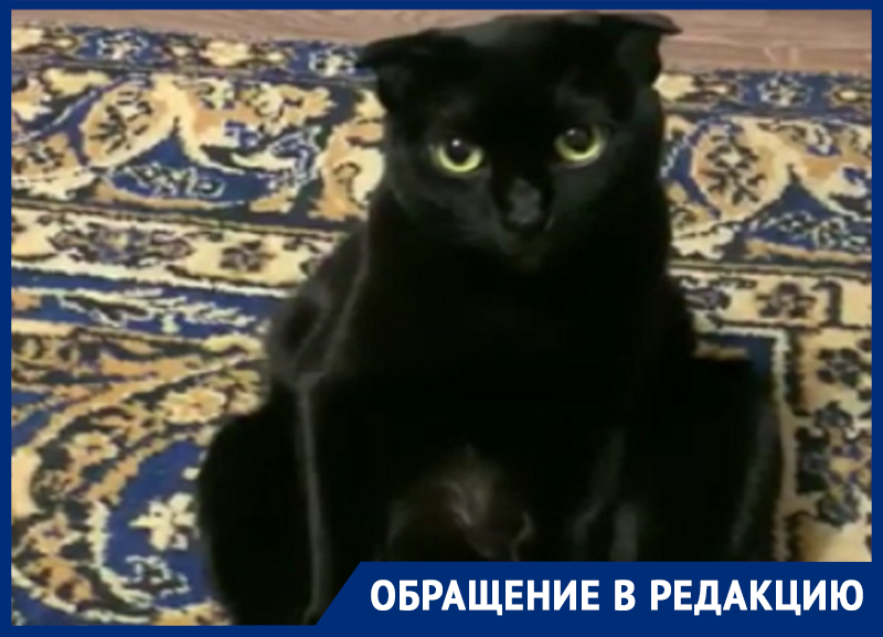 Забавную депрессию кота-вислоуха из-за ковра сняли в Воронеже