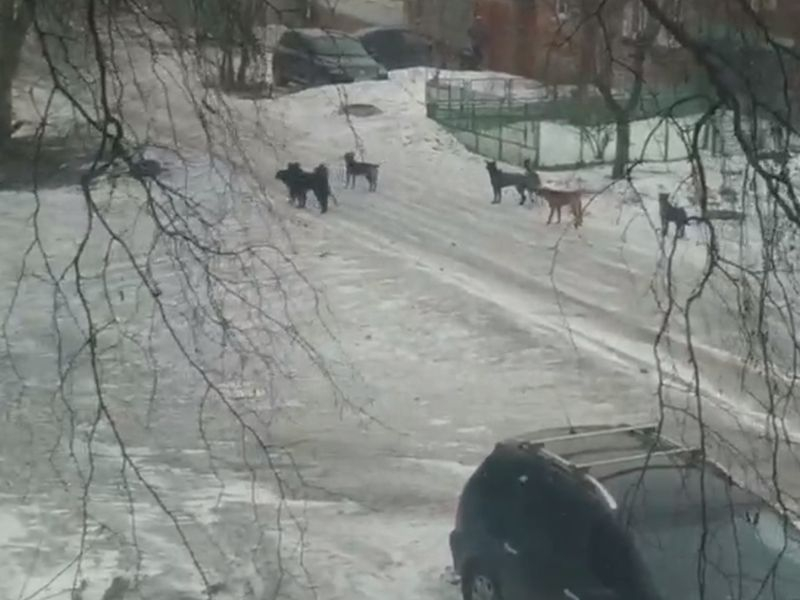 Очередная стая озлобленных псов оккупировала частный сектор Воронежа