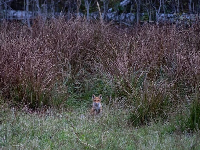 Воронежский зоолог опубликовал чудесные снимки красавицы-лисы