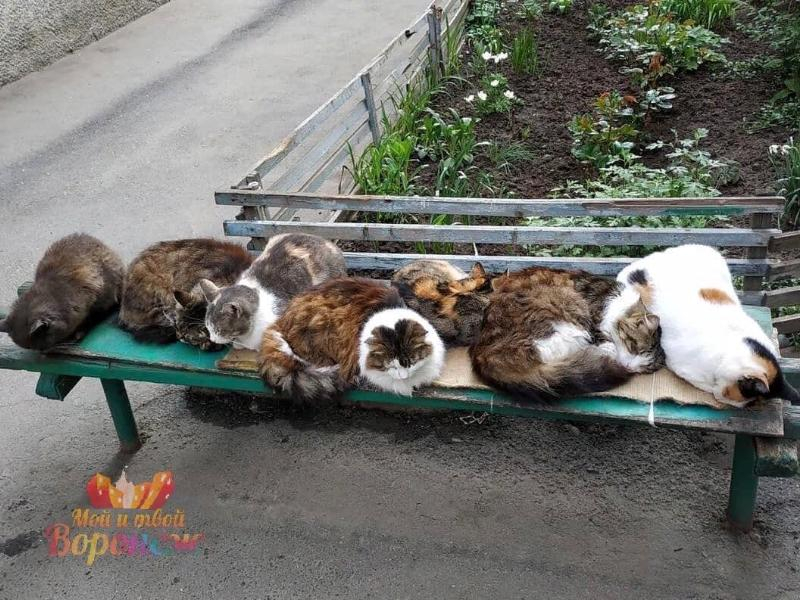 Коты вытеснили пенсионерок с лавочек у подъезда в Воронеже
