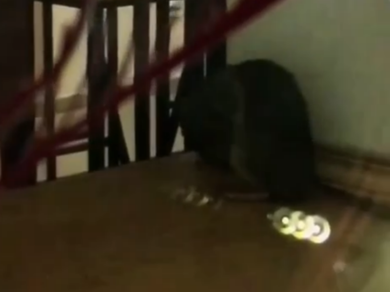 Крысу, занятую личной гигиеной, сняли на видео в воронежском общепите