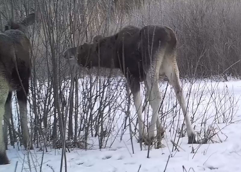 Поедание ивняка семейством лосей попало на видео в Воронежском заповеднике