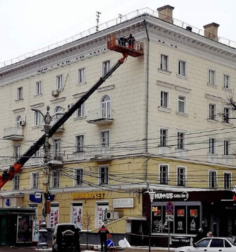 Трепетное отношение властей к голубям зафиксировали в Воронеже