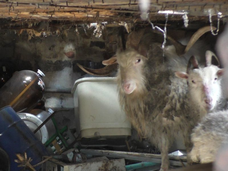 В Воронеже из дома, забитого до отказа мусором, спасли семейство коз