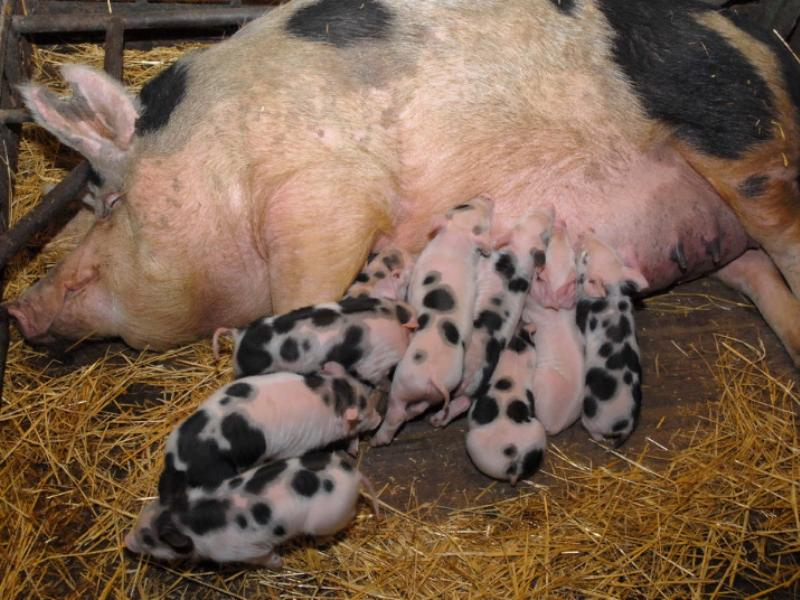 Очаг африканской чумы свиней обнаружен в воронежском колхозе