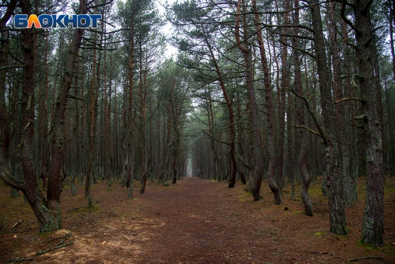 Стала известна дата тотального запрета на посещение лесов Воронежской области